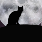 Cat Moon